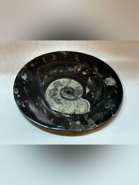 Ammonite Fossil Bowl Lid | Decorative Plate | Replacement Lid or Fossil Display